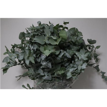Evkaliptus Cinerea 350gr (p. bunch) c768