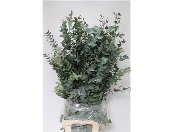 Evkaliptus Cinerea 500gr Xxl (p. bunch) c769