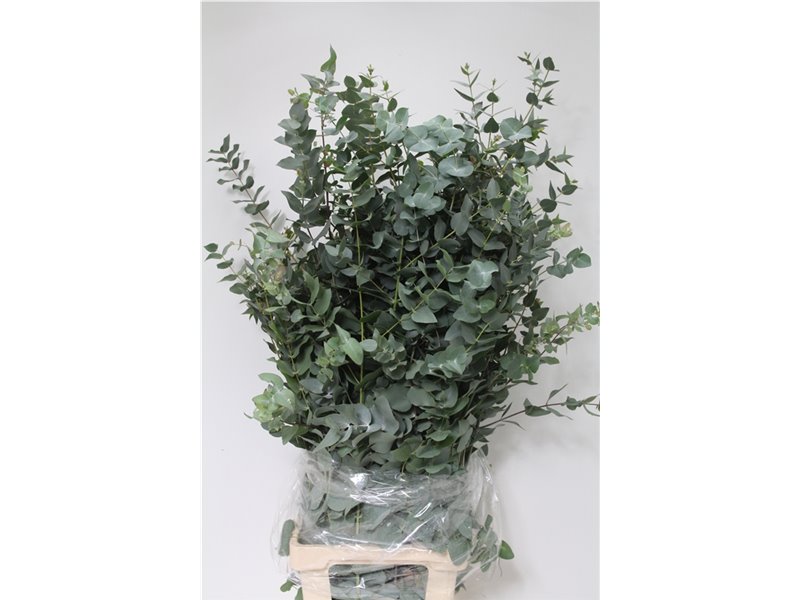Evkaliptus Cinerea 500gr Xxl (p. bunch) c769