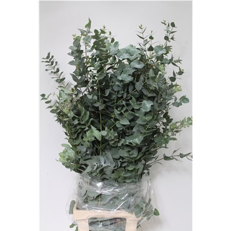 Evkaliptus Cinerea 500gr Xxl (p. bunch) c769