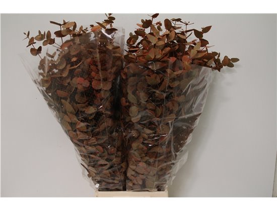 Evkaliptus Cinerea 500gr Xxl (p. bunch) c770