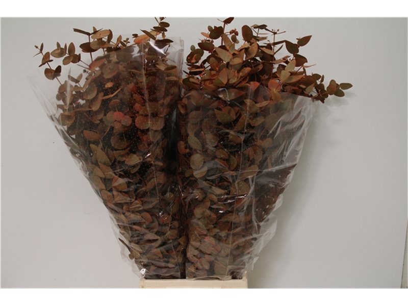 Evkaliptus Cinerea 500gr Xxl (p. bunch) c770