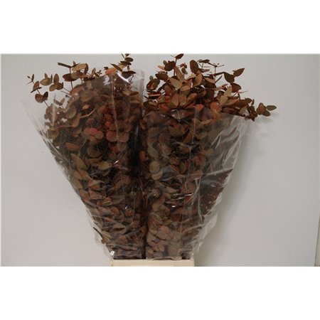 Evkaliptus Cinerea 500gr Xxl (p. bunch) c770
