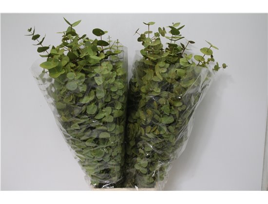 Evkaliptus Cinerea Col Yellow (p. bunch) c771