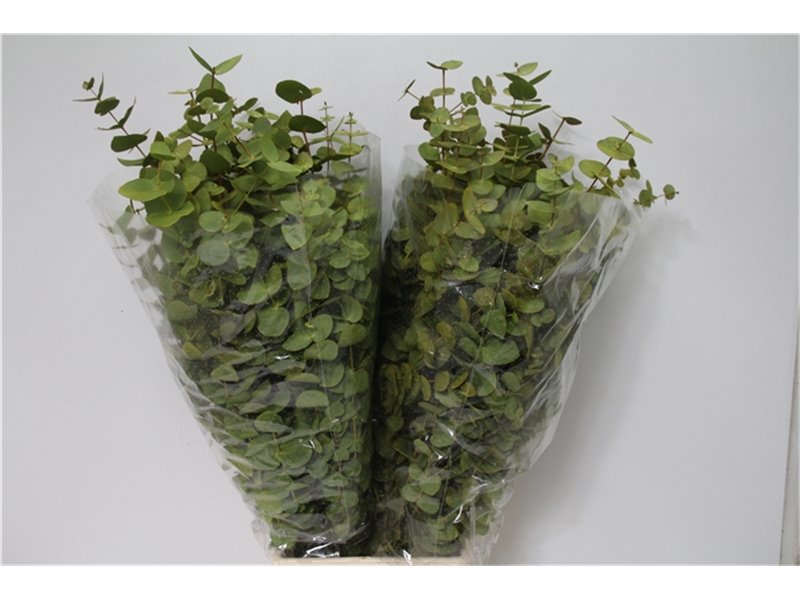 Evkaliptus Cinerea Col Yellow (p. bunch) c771