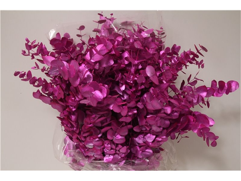 Evkaliptus Cinerea Col. with Cerise (p. bunch) c772