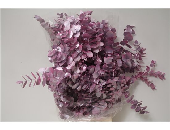 Evkaliptus Cinerea Col. with Cerise (p. bunch) c773