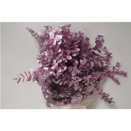 Evkaliptus Cinerea Col. with Cerise (p. bunch) c773