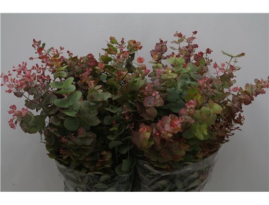 Evkaliptus Cinerea Nature 200gr (p. bunch) c775