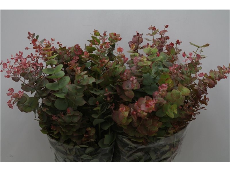 Evkaliptus Cinerea Nature 200gr (p. bunch) c775