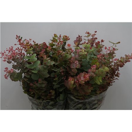 Evkaliptus Cinerea Nature 200gr (p. bunch) c775