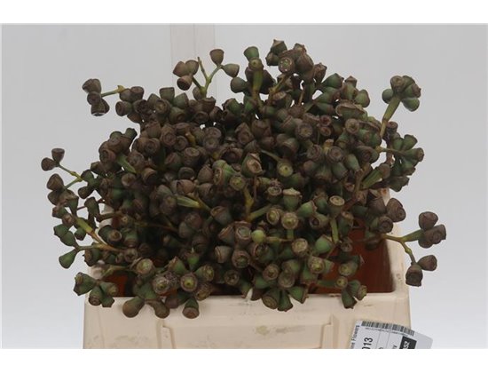 Evkaliptus Clock (p. bunch) c776