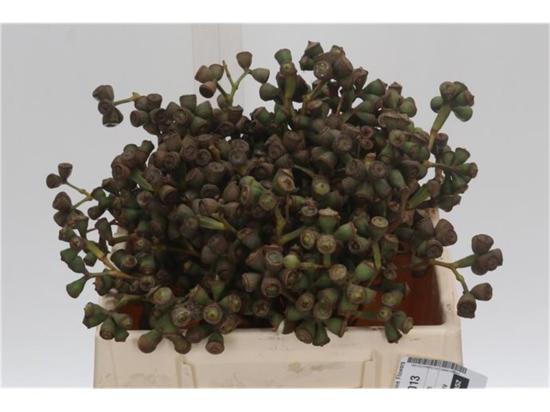 Evkaliptus Clock (p. bunch) c776