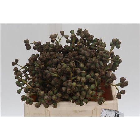 Evkaliptus Clock (p. bunch) c776