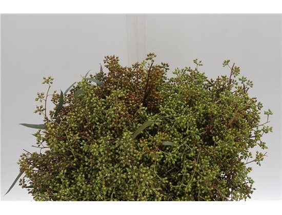 Evkaliptus Exotica Berry 45cm (p. bunch) c777