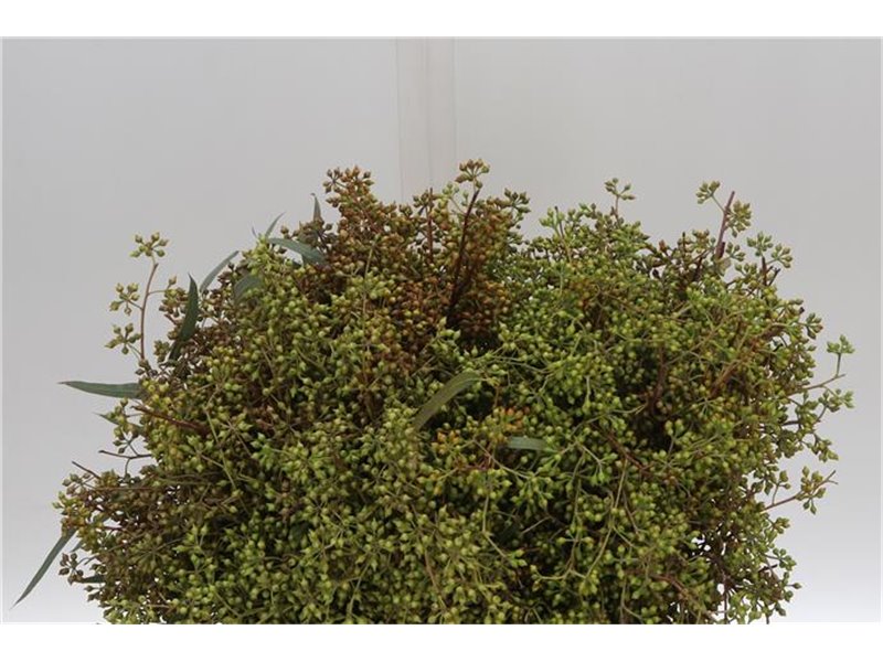Evkaliptus Exotica Berry 45cm (p. bunch) c777