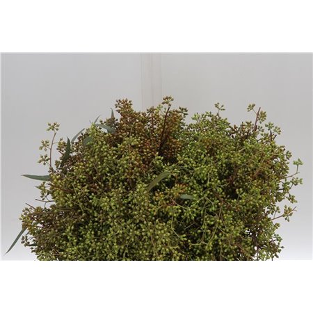 Evkaliptus Exotica Berry 45cm (p. bunch) c777