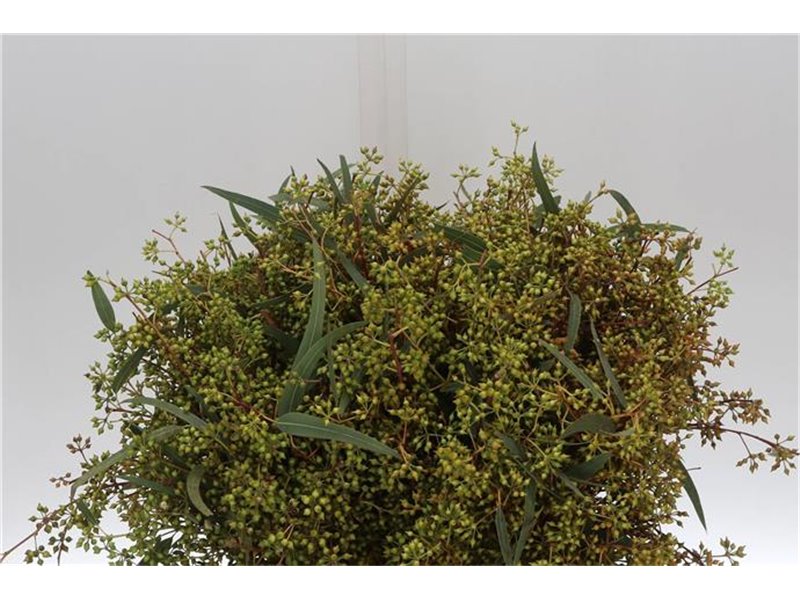 Evkaliptus Exotica Berry 45cm (p. bunch) c778