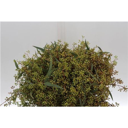 Evkaliptus Exotica Berry 45cm (p. bunch) c778