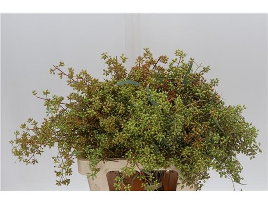 Evkaliptus Exotica Berry 65cm (p. bunch) c780