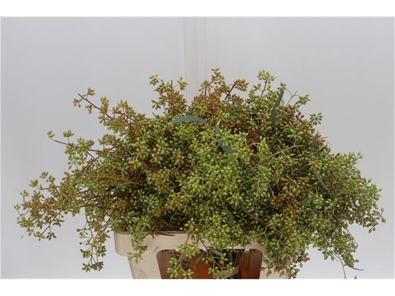 Evkaliptus Exotica Berry 65cm (p. bunch) c780