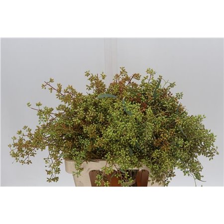 Evkaliptus Exotica Berry 65cm (p. bunch) c780