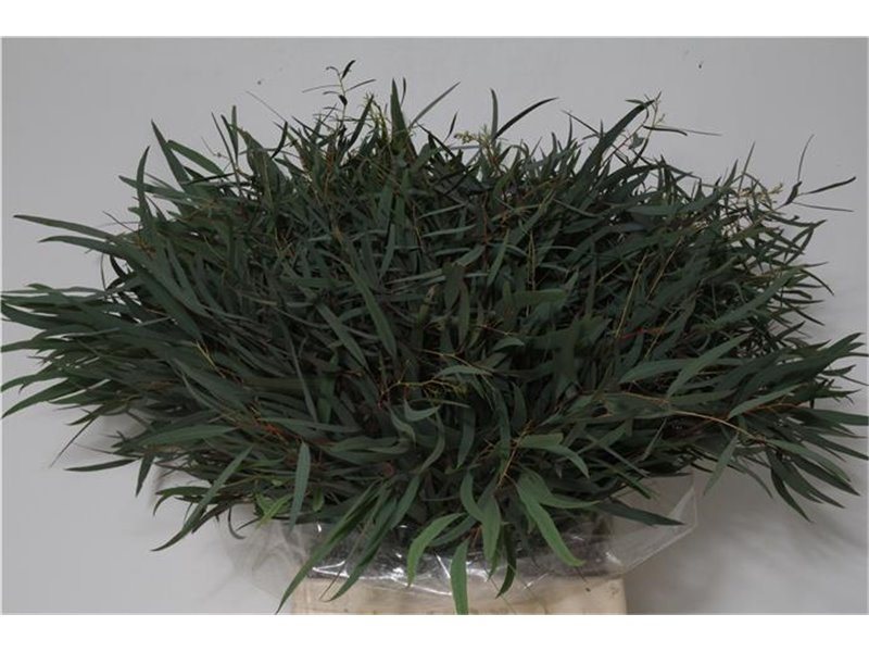 Evkaliptus Nicholii 150gr Short (p. bunch) c781