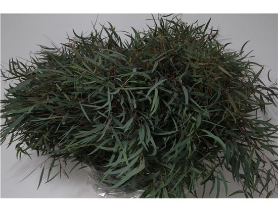 Evkaliptus Nicholii 300gr (p. bunch) c782