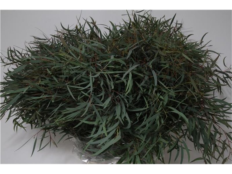 Evkaliptus Nicholii 300gr (p. bunch) c782