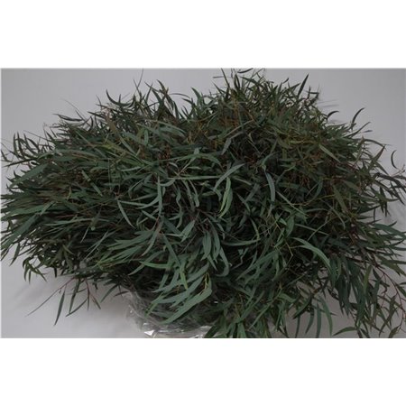 Evkaliptus Nicholii 300gr (p. bunch) c782