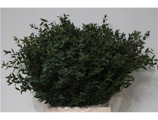 Evkaliptus Parvi 150gr Short (p. bunch) c783