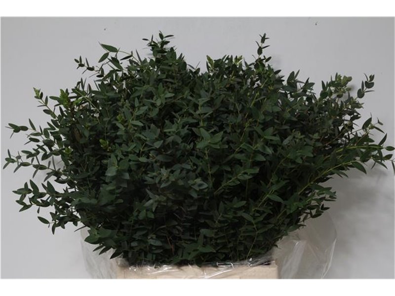 Evkaliptus Parvi 150gr Short (p. bunch) c783