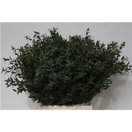 Evkaliptus Parvi 150gr Short (p. bunch) c783