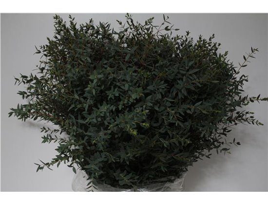 Evkaliptus Parvi 400gr (p. bunch) c784