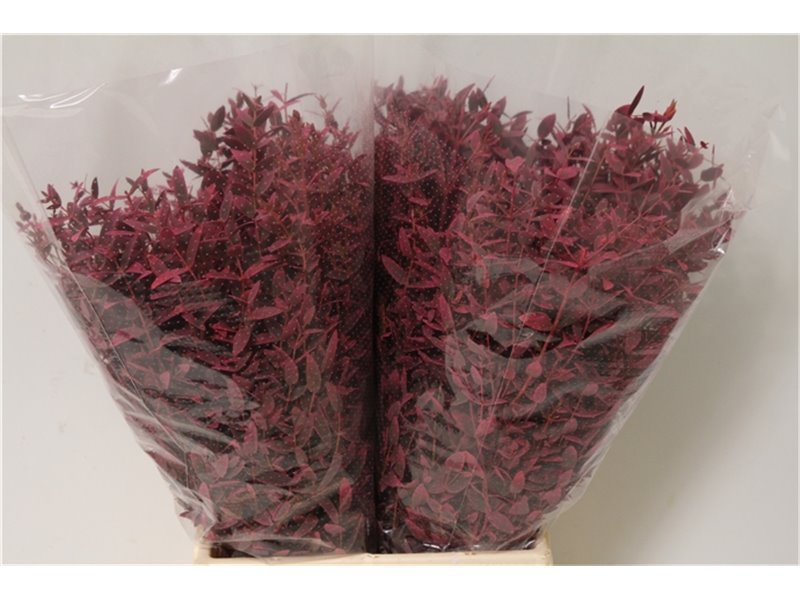 Evkaliptus Parvi Col Pink Short (p. bunch) c787