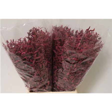 Evkaliptus Parvi Col Pink Short (p. bunch) c787