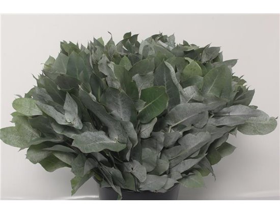 Evkaliptus Pencils 10 Stems (p. bunch) c788