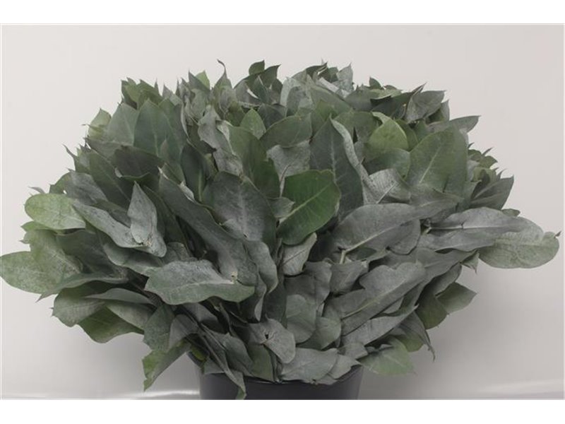 Evkaliptus Pencils 10 Stems (p. bunch) c788