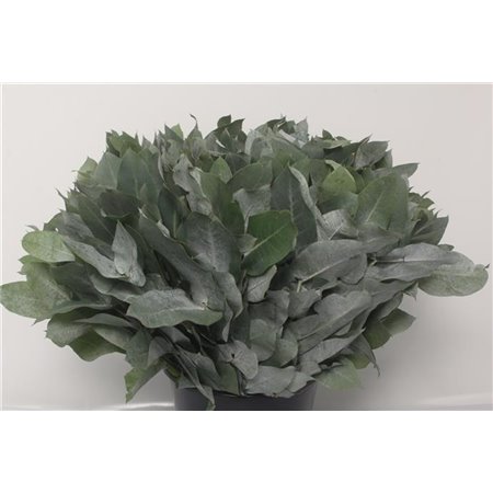 Evkaliptus Pencils 10 Stems (p. bunch) c788