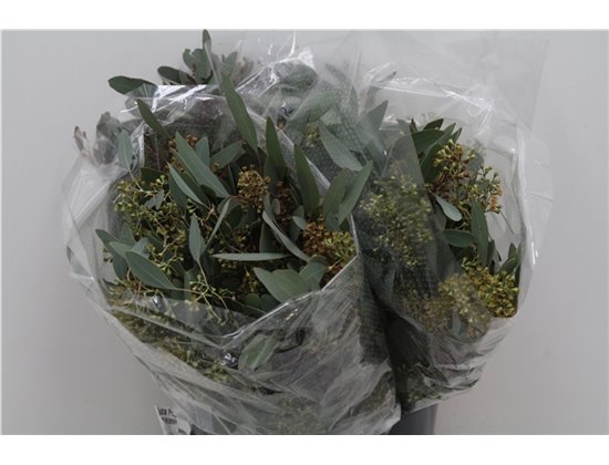 Evkaliptus Populus Berry 150gr Short (p. bunch) c789