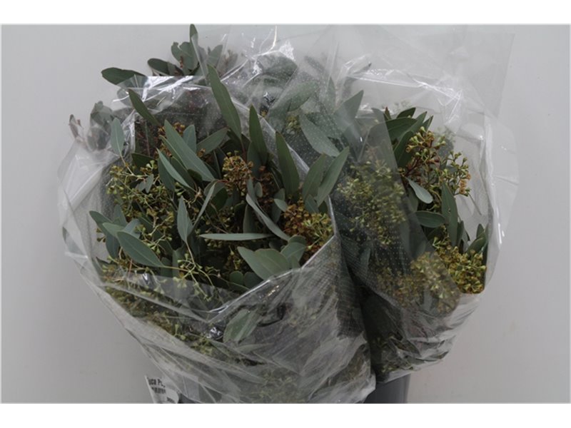 Evkaliptus Populus Berry 150gr Short (p. bunch) c789
