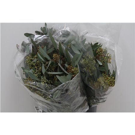 Evkaliptus Populus Berry 150gr Short (p. bunch) c789