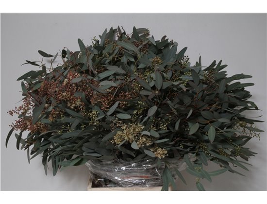 Evkaliptus Populus Berry 300gr (p. bunch) c790