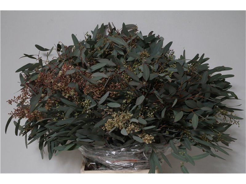 Evkaliptus Populus Berry 300gr (p. bunch) c790