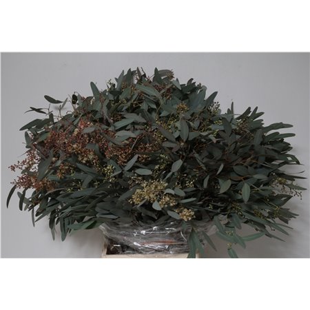Evkaliptus Populus Berry 300gr (p. bunch) c790
