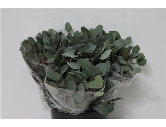 Evkaliptus Populus Leaf 150gr Short (p. bunch) c791