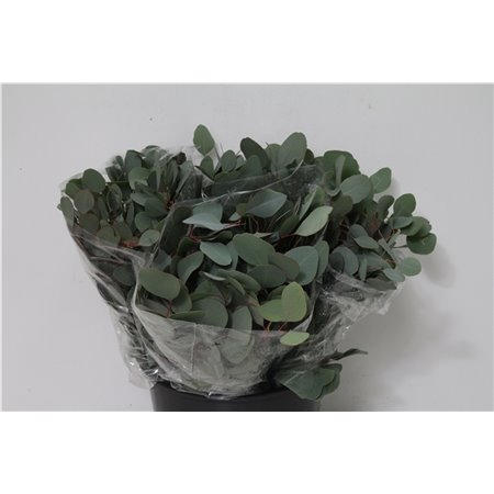 Evkaliptus Populus Leaf 150gr Short (p. bunch) c791