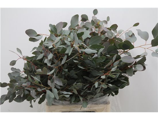 Evkaliptus Populus Leaf 300gr (p. bunch) c794