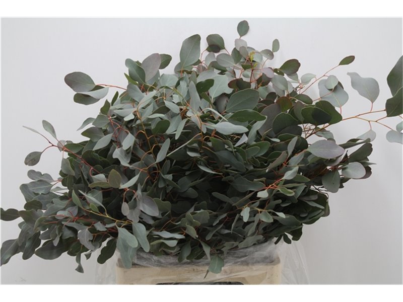 Evkaliptus Populus Leaf 300gr (p. bunch) c794