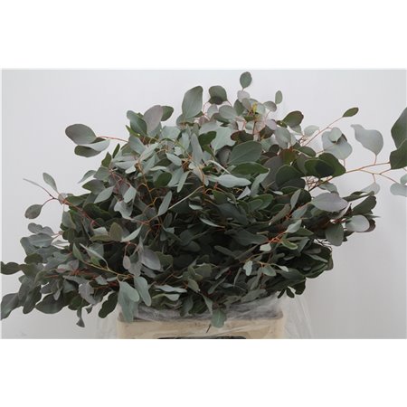 Evkaliptus Populus Leaf 300gr (p. bunch) c794